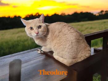 Rescue Domestic Short Hair Cats for Adoption in Barton, Vermont - Theodore | PetCurious