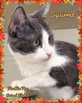 Squirrel -  Domestic Short Hair Cat for Adoption in Franklin Township, New Jersey - Squirrel | PetCurious