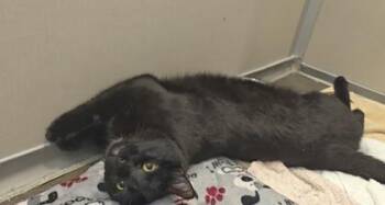 Da Vinci -  Domestic Medium Hair and Domestic Short Hair Cat for Adoption in Bellevue, Washington - Da Vinci | PetCurious