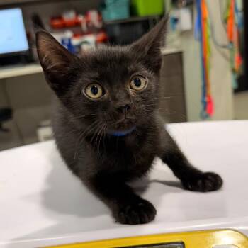 Velvet -  Domestic Short Hair Cat for Adoption in Tampa, Florida - Velvet | PetCurious