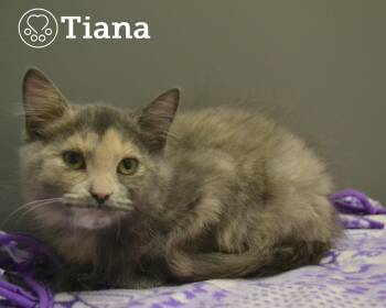 Rescue Domestic Short Hair Cats for Adoption in Montreal, Quebec - Tiana | PetCurious