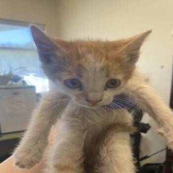 Dip -  Domestic Short Hair Cat for Adoption in Grantsville, Utah - Dip | PetCurious