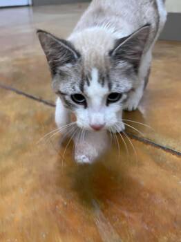 Karl -  Siamese and Domestic Short Hair Cat for Adoption in Austin, Minnesota - Karl | PetCurious