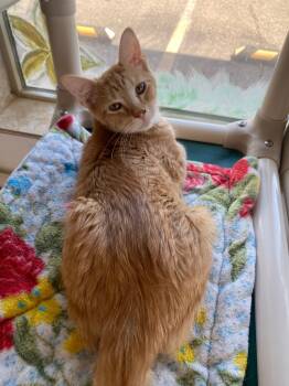 Rescue Domestic Short Hair Cats for Adoption in Grand Junction, Colorado - EH Taylor | PetCurious