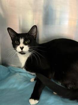 River -  Domestic Short Hair Cat for Adoption in Largo, Florida - River | PetCurious
