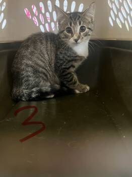 Rescue Domestic Medium Hair Cats for Adoption in Morristown, Tennessee - Eddy | PetCurious