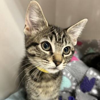 Reigan (Yellow collar) -  Domestic Short Hair Cat for Adoption in Redwood City, California - Reigan (Yellow Collar) | PetCurious