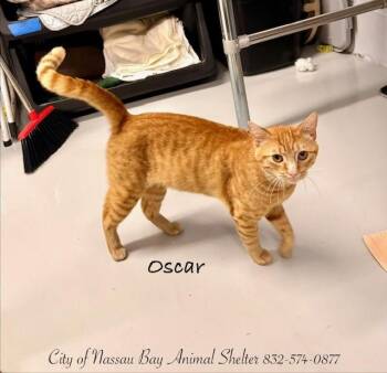 American Shorthair Cats Available for Adoption in Houston, Texas - F13-26 Oscar | PetCurious