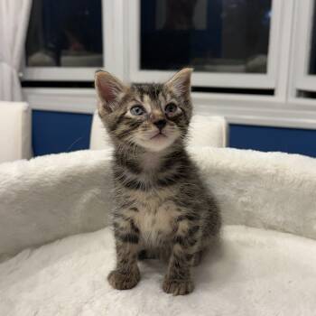 Domestic Short Hair Cats Available for Adoption in Mastic, New York - Bryce | PetCurious
