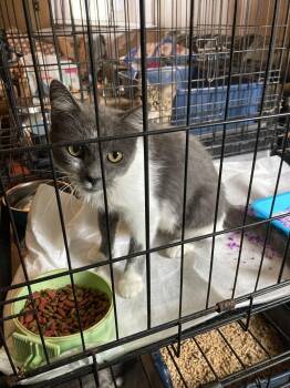 Leigh -  Domestic Short Hair Cat for Adoption in Chatham, Virginia - Leigh | PetCurious