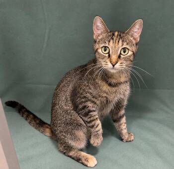 Minnie -  Domestic Medium Hair Cat for Adoption in Manitou Springs, Colorado - Minnie | PetCurious