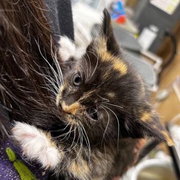 Domestic Short Hair Cats Available for Adoption in Leander, Texas - Calista | PetCurious