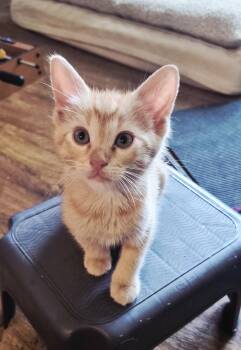 Porter -  Tabby and Domestic Short Hair Cat for Adoption in Rosenberg, Texas - Porter | PetCurious