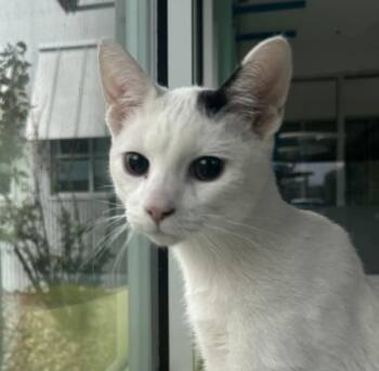 Mummy -  Domestic Short Hair Cat for Adoption in Golden, Colorado - Mummy | PetCurious