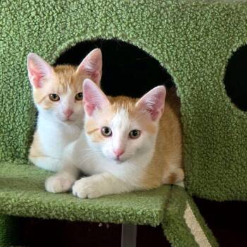Otto (and Poppy) -  Tabby and Domestic Short Hair Cat for Adoption in Tulsa, Oklahoma - Otto (and Poppy) | PetCurious