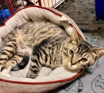 Rescue Tabby Cats for Adoption in Lake Ozark, Missouri - CAL | PetCurious