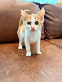 Squid -  Domestic Short Hair Cat for Adoption in Cosby, Tennessee - Squid | PetCurious
