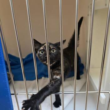 Pocahontas -  Domestic Short Hair Cat for Adoption - Pocahontas | PetCurious