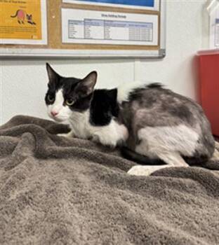 KITTEN -  Domestic Short Hair Cat for Adoption in Camarillo, California - KITTEN | PetCurious