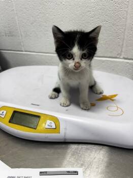 EBONY -  Domestic Short Hair Cat for Adoption - EBONY | PetCurious