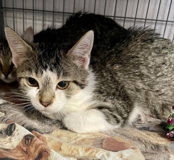 Domestic Short Hair Cats Available for Adoption - Vexa | PetCurious