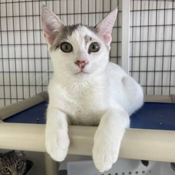 Harwich -  Domestic Short Hair Cat for Adoption in Woodbridge Township, New Jersey - Harwich | PetCurious