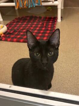 Domestic Short Hair Cats Available for Adoption - Kupp | PetCurious