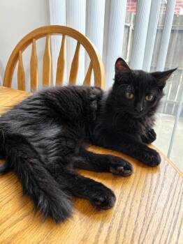 Domestic Long Hair and Tabby Cats Available for Adoption in Homer Glen, Illinois - Mamoru | PetCurious