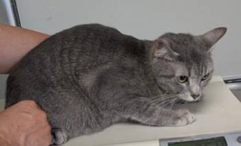 Jazz -  Domestic Short Hair Cat for Adoption in Taylorsville, North Carolina - Jazz | PetCurious