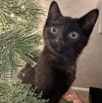 Rescue Domestic Short Hair Cats for Adoption in Washington, Pennsylvania - Moonbeam | PetCurious