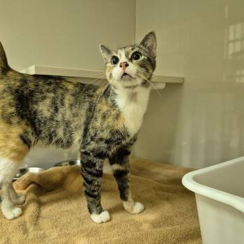 Rescue Domestic Short Hair Cats for Adoption in Drumheller, Alberta - Missy | PetCurious