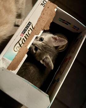 Presley -  Tabby Cat for Adoption in Rural Hall, North Carolina - Presley | PetCurious