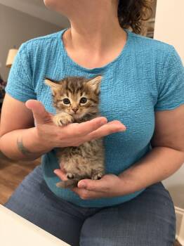 Domestic Long Hair Cats Available for Adoption - Love Shack (Available For Pre-adoption) | PetCurious