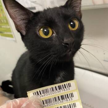 Janice -  Domestic Short Hair Cat for Adoption in Charleston, West Virginia - Janice | PetCurious