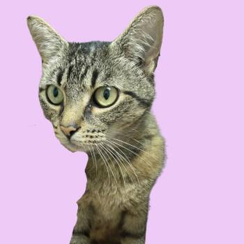 Popcorn -  Domestic Short Hair Cat for Adoption in Blue Ridge, Georgia - Popcorn | PetCurious