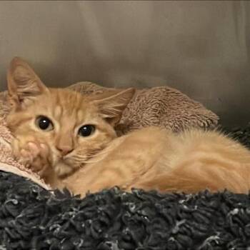 Theodore Higgins -  Domestic Short Hair Cat for Adoption in Austin, Texas - Theodore Higgins | PetCurious