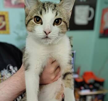 Rescue Domestic Short Hair Cats for Adoption in Ottawa Hills, Ohio - Andrew | PetCurious