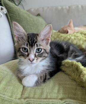 Texas -  Tabby Cat Available for Adoption in Ocala, Florida - Texas | PetCurious