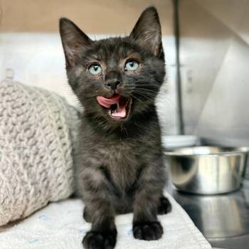 Kitty Prime -  Domestic Short Hair Cat for Adoption in San Jacinto, California - Kitty Prime | PetCurious