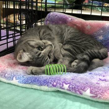 Rescue Domestic Short Hair Cats for Adoption in Puyallup, Washington - JOURNEY | PetCurious