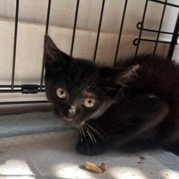 Olive -  Domestic Short Hair Cat for Adoption in Weehawken Township, New Jersey - Olive | PetCurious