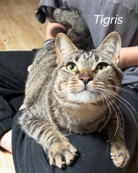 Rescue Tabby and Domestic Short Hair Cats for Adoption in Fort Worth, Texas - Tigris | PetCurious