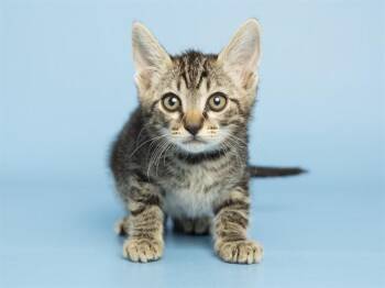 Domestic Short Hair Cats Available for Adoption in Phoenix, Arizona - CHANDLER | PetCurious