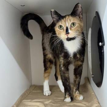 Domestic Short Hair Cats Available for Adoption - Marbles | PetCurious
