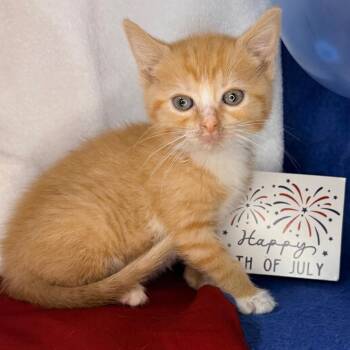Linda -  Domestic Short Hair Cat for Adoption in Mount Vernon, Illinois - Linda | PetCurious