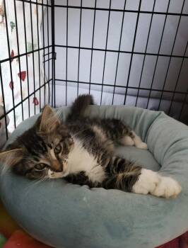 Mason -  Domestic Long Hair Cat for Adoption in Spokane, Washington - Mason | PetCurious