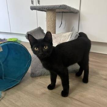 Clyde -  Domestic Short Hair Cat for Adoption in Belmont, North Carolina - Clyde | PetCurious