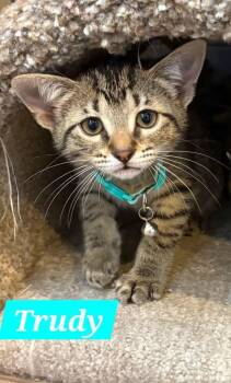 Trudy -  Domestic Short Hair Cat for Adoption in Ruskin, Florida - Trudy | PetCurious