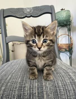 Jacee -  Domestic Medium Hair and Maine Coon Cat for Adoption in Chisholm, Minnesota - Jacee | PetCurious