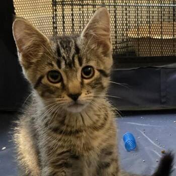 Jabberwocky -  Domestic Short Hair Cat for Adoption in Spring Hill, Kansas - Jabberwocky | PetCurious